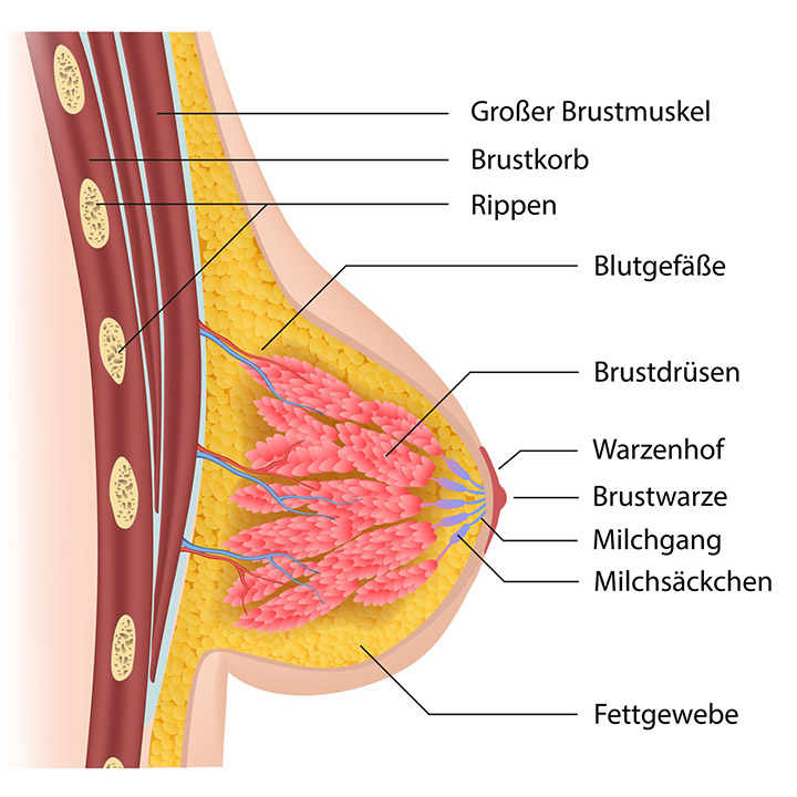 Anatomie der Brust