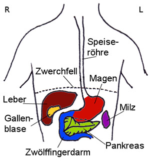 Bauch Anatomie