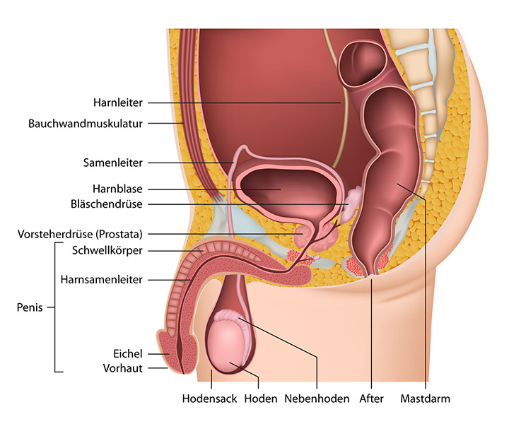 Anatomie der männlichen Geschlechtsorgane